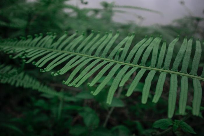 Java fern merupakan salah satu jenis tanaman yang berasal dari Asia Tenggara.