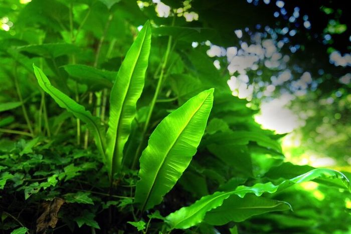 Java moss merupakan salah satu tanaman yang banyak digunakan di dalam aquascape.