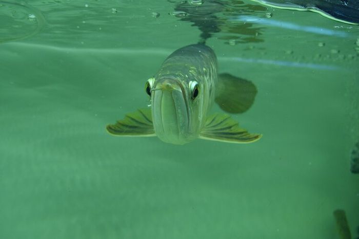 Ikan arwana banjar memiliki panjang sekitar 90 cm.