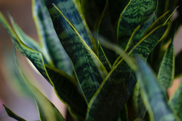 Snake plant mampu menyerap karbon dioksida pada 0,49 ppm per meter kubik dalam sistem tertutup.