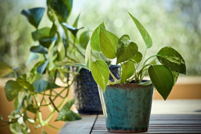 Pothos merupakan tanaman hias penghasil oksigen.