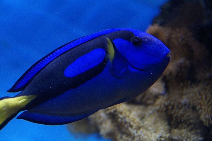 Blue tang menjadi salah satu jenis ikan laut hias.
