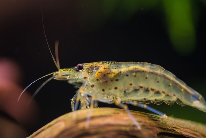 Udang merupakan salah satu jenis makanan ikan arwana.