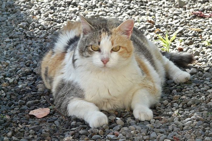Menjaga pola makan dan diet seimbang pada kucing dapat membantu mengurangi risiko penyakit pada kucing.