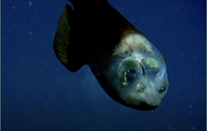 Barreleye Fish, ikan unik dengan kepala transparan yang ditemukan di laut dekat California, Amerika Serikat.