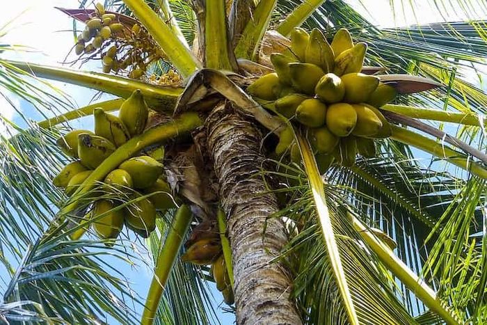 Seluruh bagian kelapa dapat dimanfaatkan.
