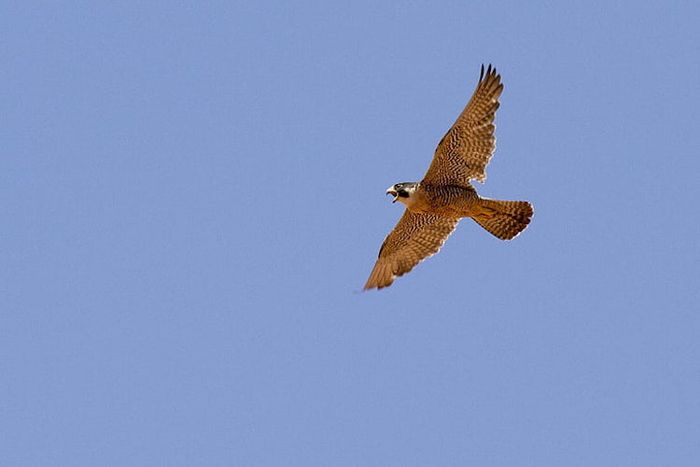 Alap-alap adalah burung pemangsa dari famili Falconidae.