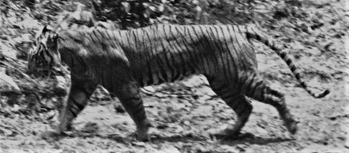 Harimau Jawa memiliki ukuran lebih besar dibanding dengan harimau Sumatra dan harimau Bali.