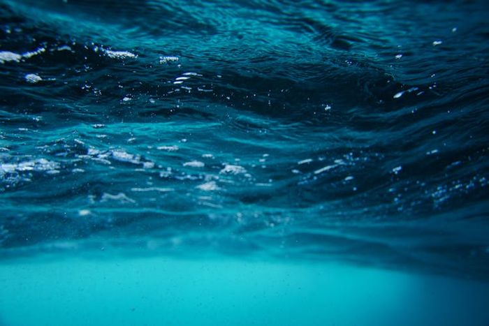 Pada zona laut litoral berada di garis air laut surut dan air laut pasang.
