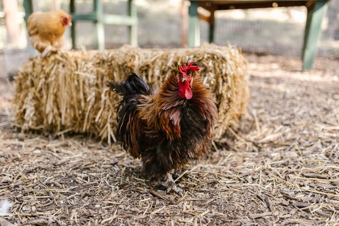 Salah satu fungsi sayap pada ayam adalah untuk mengatur suhu.