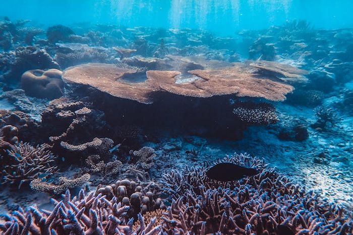 Peran terumbu karang bagi ekosistem laut adalah membantu mengatasi perubahan iklim dengan menyerap karbon dioksida dari atmosfer dan air laut.