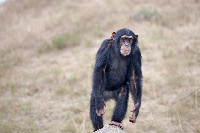 Monyet biasanya memiliki ekor, baik panjang maupun pendek, sedangakan kera tidak memiliki ekor sama sekali.