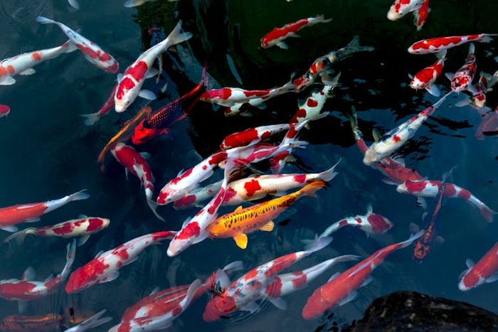 Istilah 'tembang Maskumambang' juga diartikan sebagai 'ulam toya' yang berarti ikan air tawar.