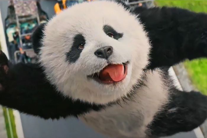 Panda Plan, Aksi Jackie Chan bersama Panda yang Menggemaskan - Bobo