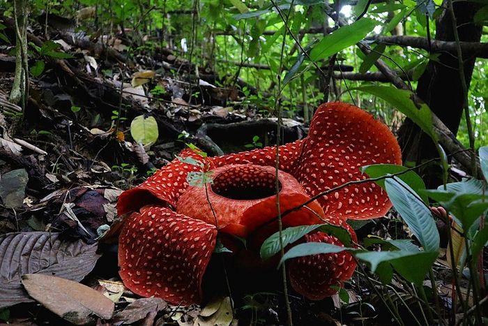 Termasuk bunga terbesar di dunia, Raflesia arnoldii bisa ditemukan tumbuh di hutan tropis Indonesia.