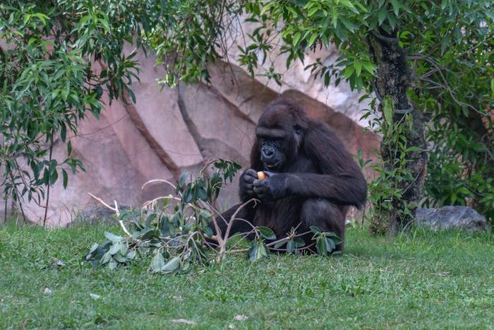 Persebaran fauna Ethiopian meliputi keseluruhan benua Afrika, Madagaskar, dan sebagian daratan Arab bagian selatan.
