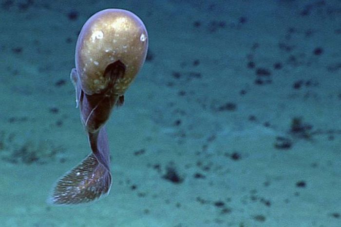 Hewan Ini Seperti Tak Berkepala Bagaimana Ia Hidup Di Laut Dalam