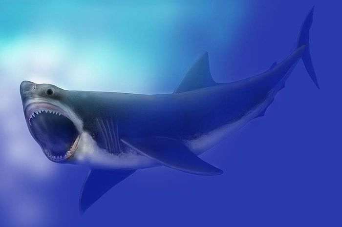 580 Koleksi Gambar Penampakan Hiu Megalodon Gratis Terbaik