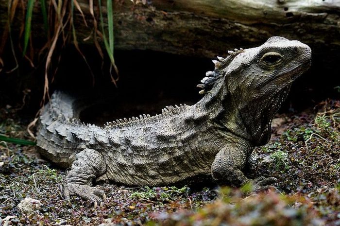 Unduh 50 Gambar Fauna Selandia Baru Terbaik Gratis