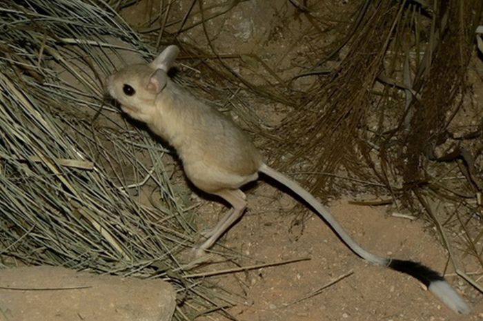 Perkenalkan Jerboa Hewan Yang Kupingnya Mencapai Sepertiga