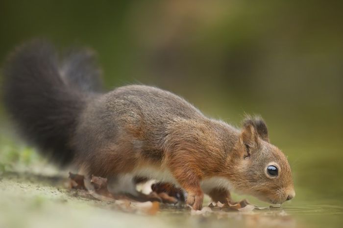 Kebanyakan Hewan Punya Ekor Apa Fungsinya Semua Halaman Bobo