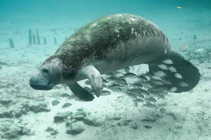 74 Gambar Hewan Dilindungi HD