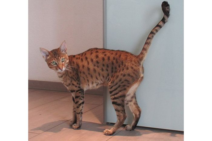 Kucing serval