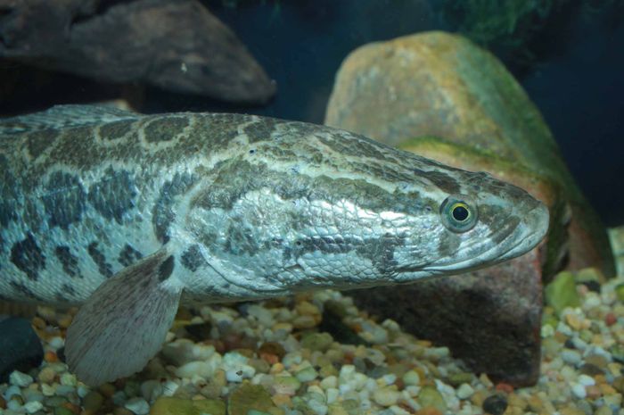 4100 Ikan Purba Air Tawar Di Indonesia Terbaik