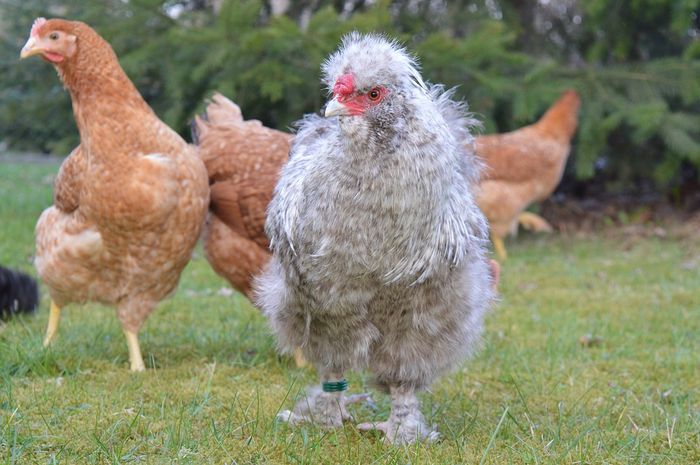 Ayam Juga Bisa Mengingat Wajah Dan Bermimpi Cari Tahu Fakta