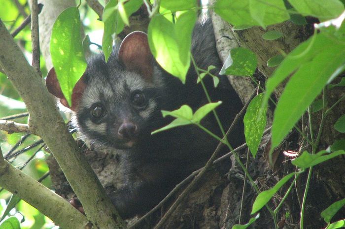 470 Gambar Hewan Luwak Kopi Terbaru
