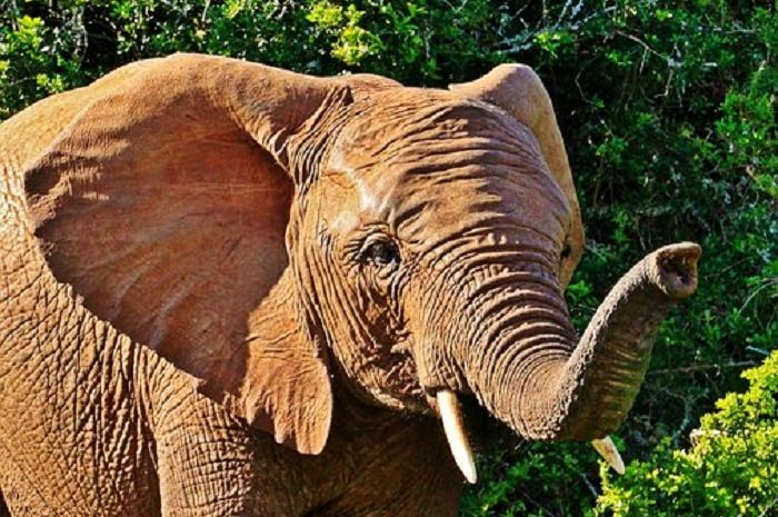 Unduh 7200 Gambar Hewan Gajah Afrika Terbaik HD