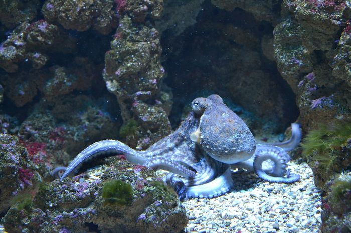 7700 Koleksi Gambar Hewan Laut Gurita HD Terbaru