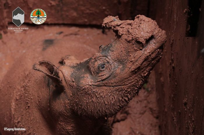 500+ Gambar Binatang Badak Sumatera Terbaik