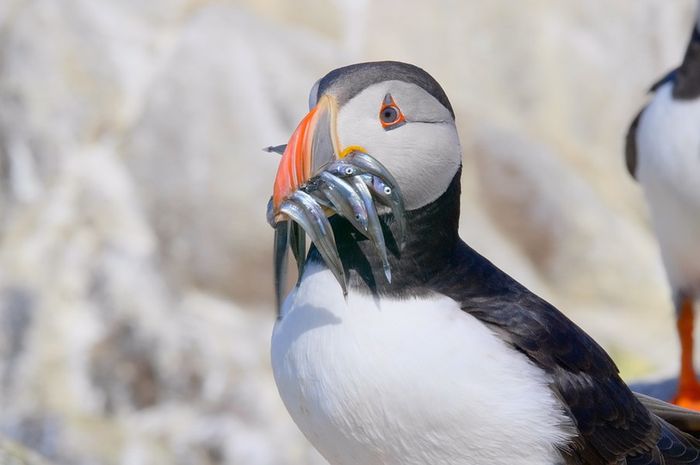 Mengapa Bentuk Paruh Burung Berbeda Beda Cari Tahu Arti Perbedaan Paruh Burung Yuk Semua Halaman Bobo