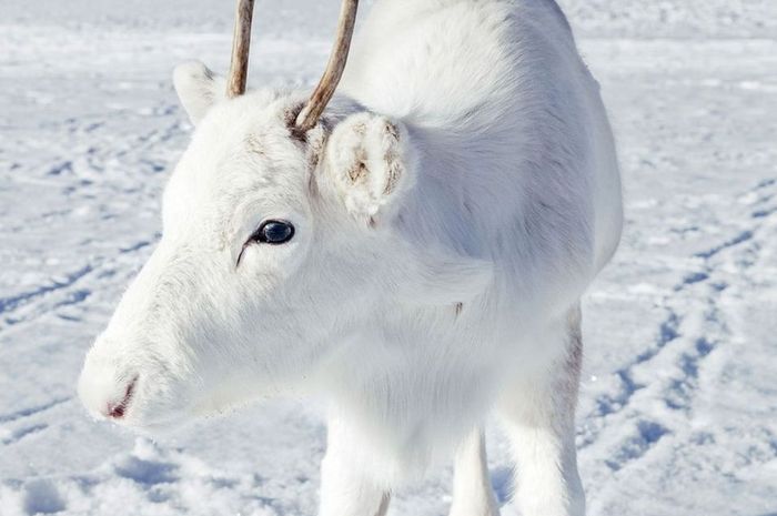 Wah Rusa Kutub Ini Hampir Tidak Terlihat Di Antara Hamparan Salju Semua Halaman Bobo