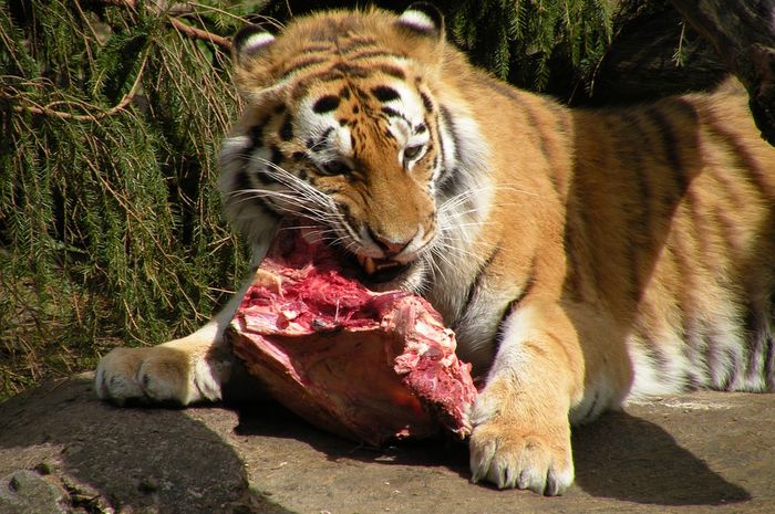 66 Koleksi Gambar Binatang Karnivora Dan Makanannya HD