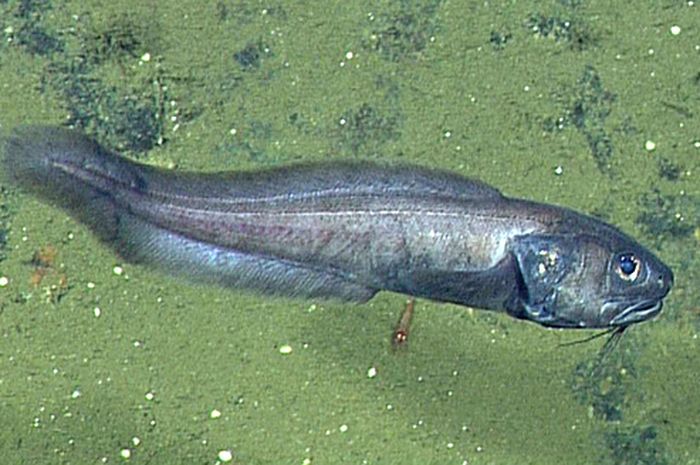 87 Koleksi Ikan Yang Hidup Di Air Laut Beradaptasi Dengan Cara HD