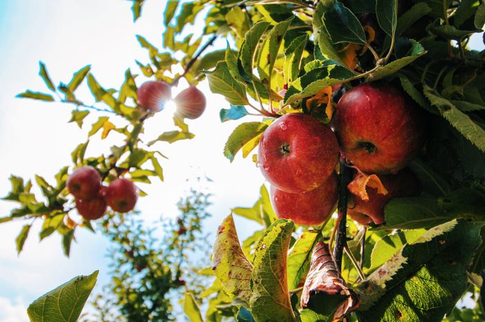 Cara tumbuhan berkembang biak dengan merunduk bisa dilakukan pada pohon apel