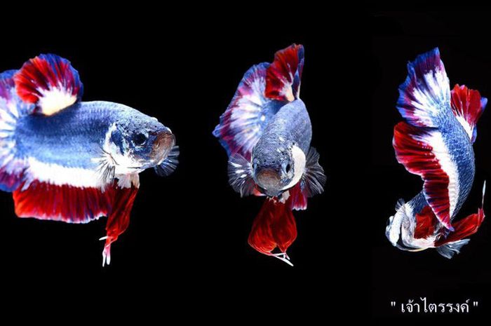 700+ Gambar Ikan Cupang Thailand Gratis Terbaru