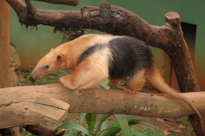 Tamandua Pemakan Serangga Yang Suka Memanjat Pohon Pernah Tahu