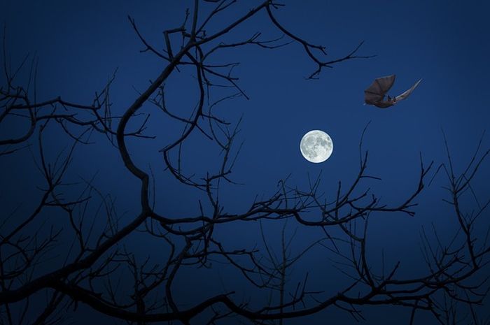 Suara Burung Di Malam Hari Benarkah Pertanda Ada Orang Meninggal