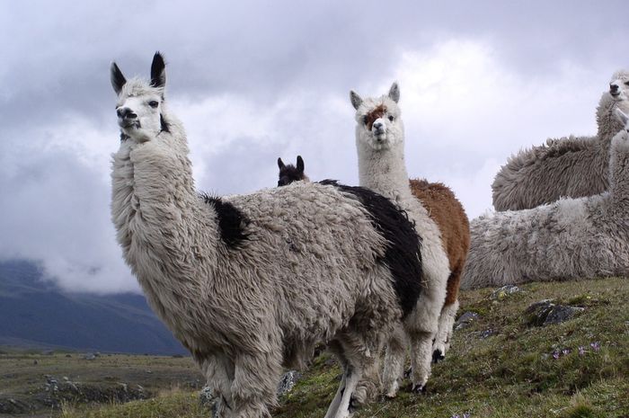 Download 80 Koleksi Gambar Hewan Alpaca Paling Baru HD