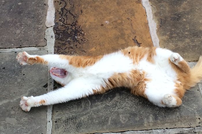 Gaya Kucing Yang Lagi Tidur Lucu