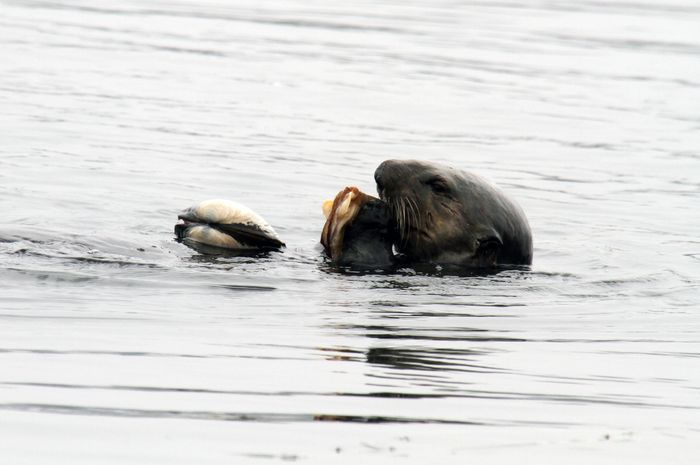 Tak Hanya Manusia Hewan Hewan Ini Juga Bisa Menggunakan Alat