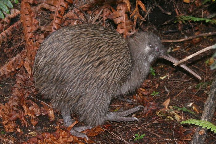 Unduh 50 Gambar Fauna Selandia Baru Terbaik Gratis