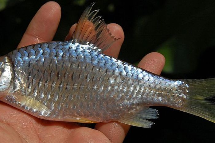 860 Ikan Air Laut Yang Bersisik Gratis Terbaru