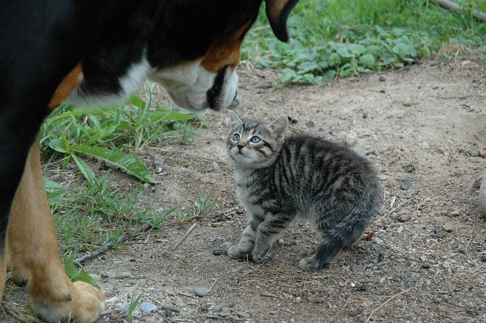 Bulu Ekor Kucing Terlihat Mengembang Saat Ia Takut, Kok Bisa 