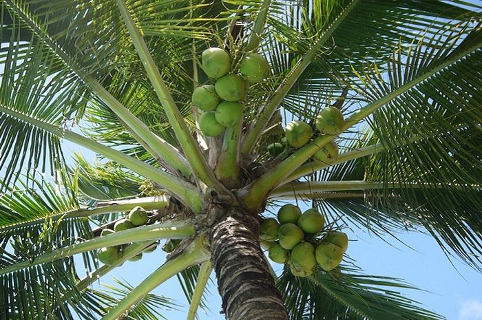 Bagian dari pohon kelapa yang dapat diolah menjadi minuman segar dan menyehatkan adalah