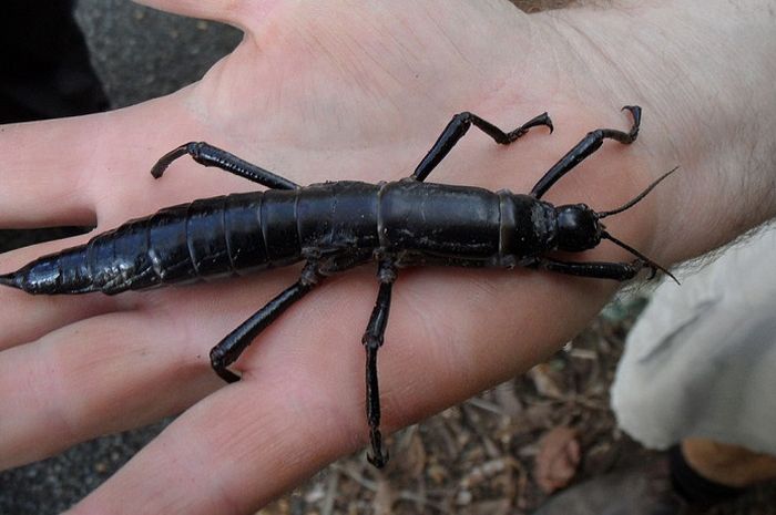 Wah 3 Hewan Yang Dianggap Sudah Punah Ini Kembali Ditemukan Bag