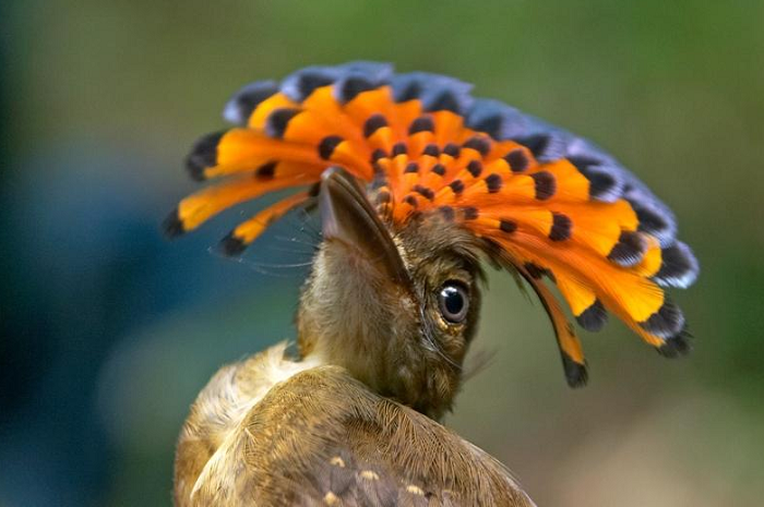 Northern Royal Flycatcher Punya Jambul Berwarna Warni Seperti